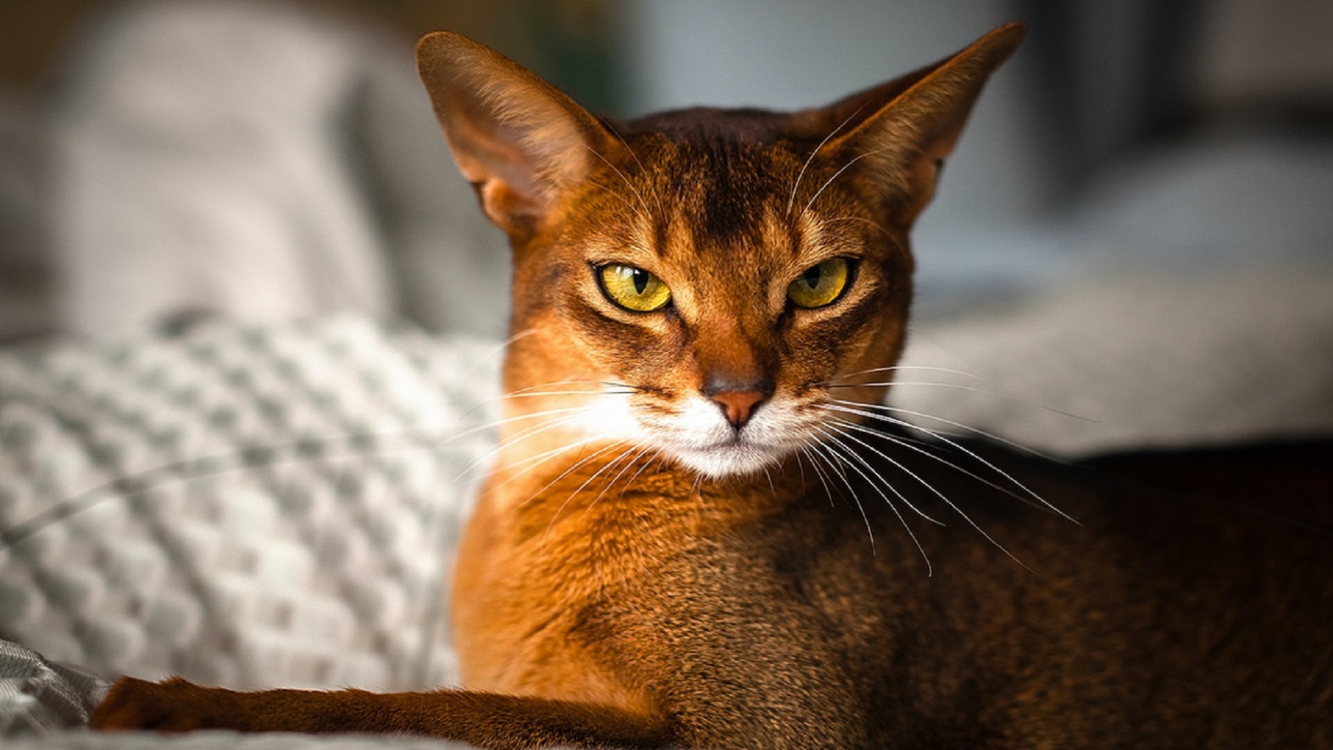 Can cat genes explain their nine lives?