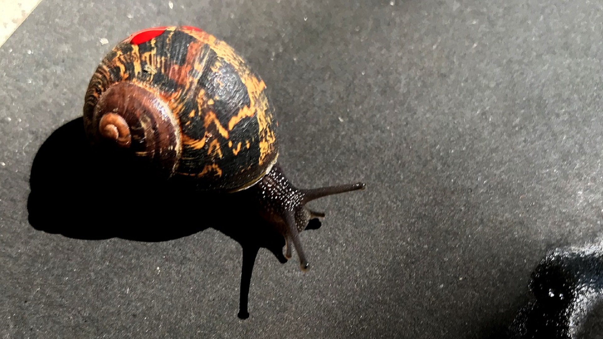 Your at-home guide to appreciating snails