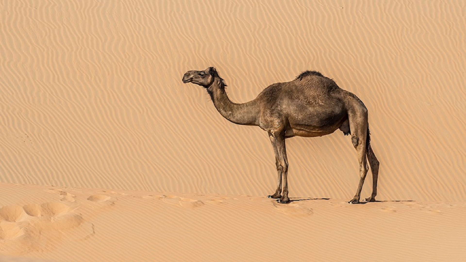 Lone camel