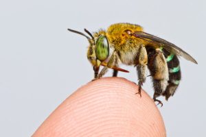 Bee on finger