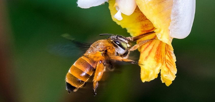 Where to look for bees of different types