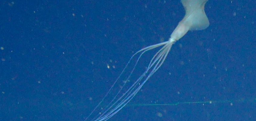 This super rare bigfin squid is a deep-sea mystery