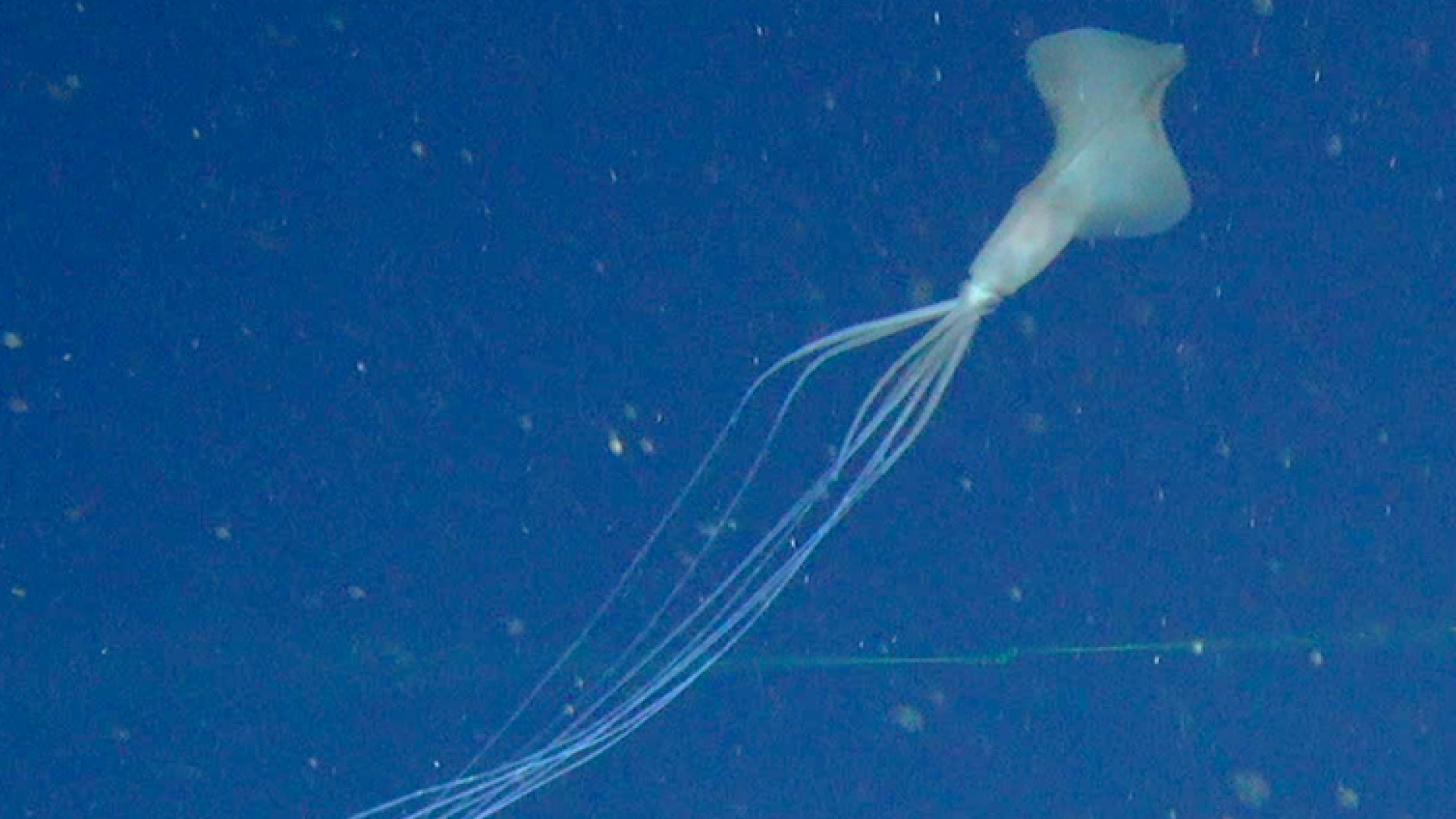 This super rare bigfin squid is a deep-sea mystery