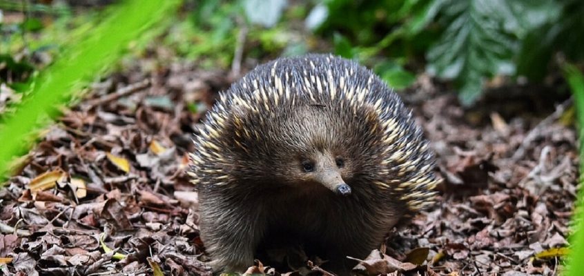 Grow some spines for EchidnaCSI