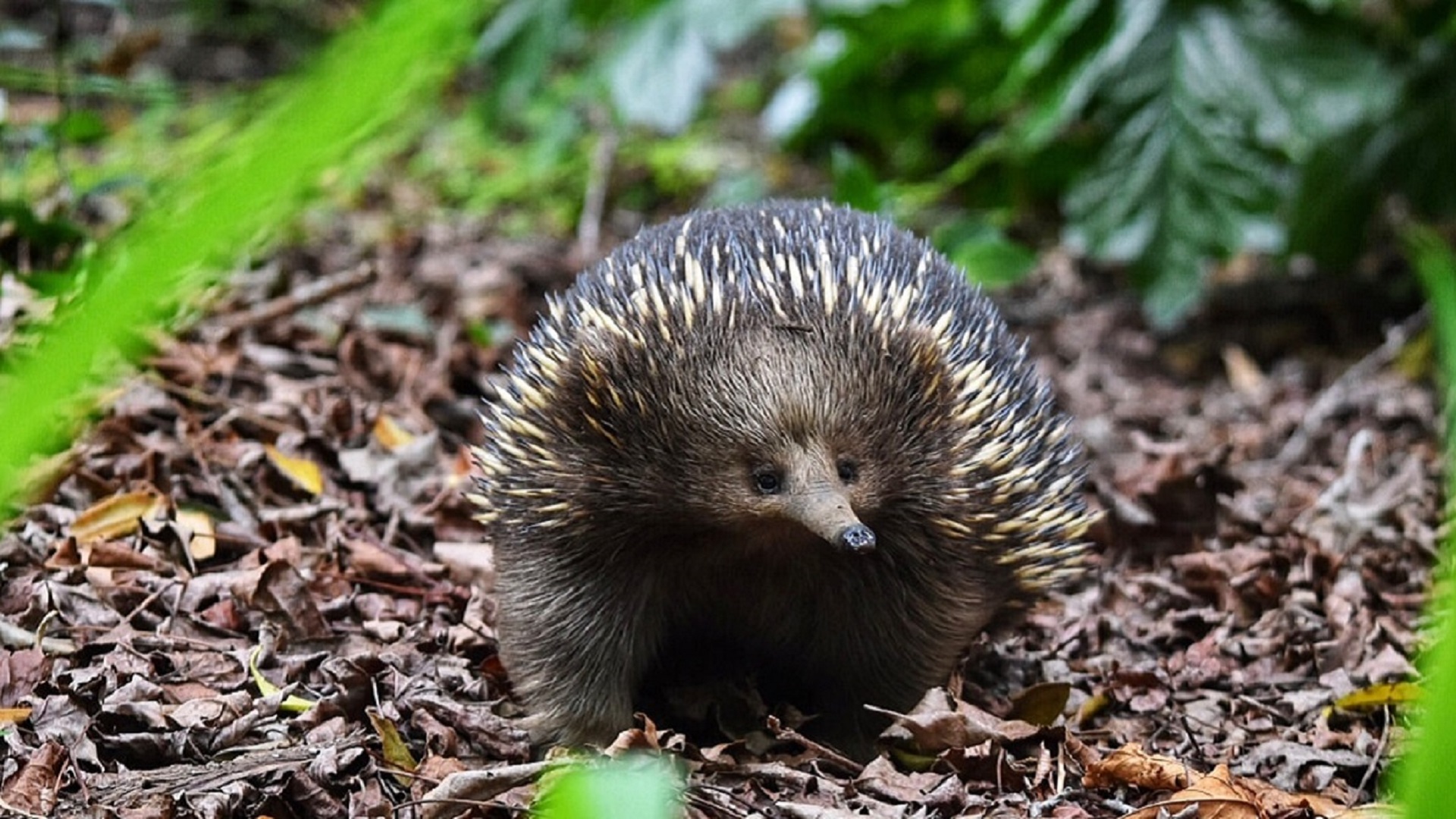 Echidna sitting on leaves
