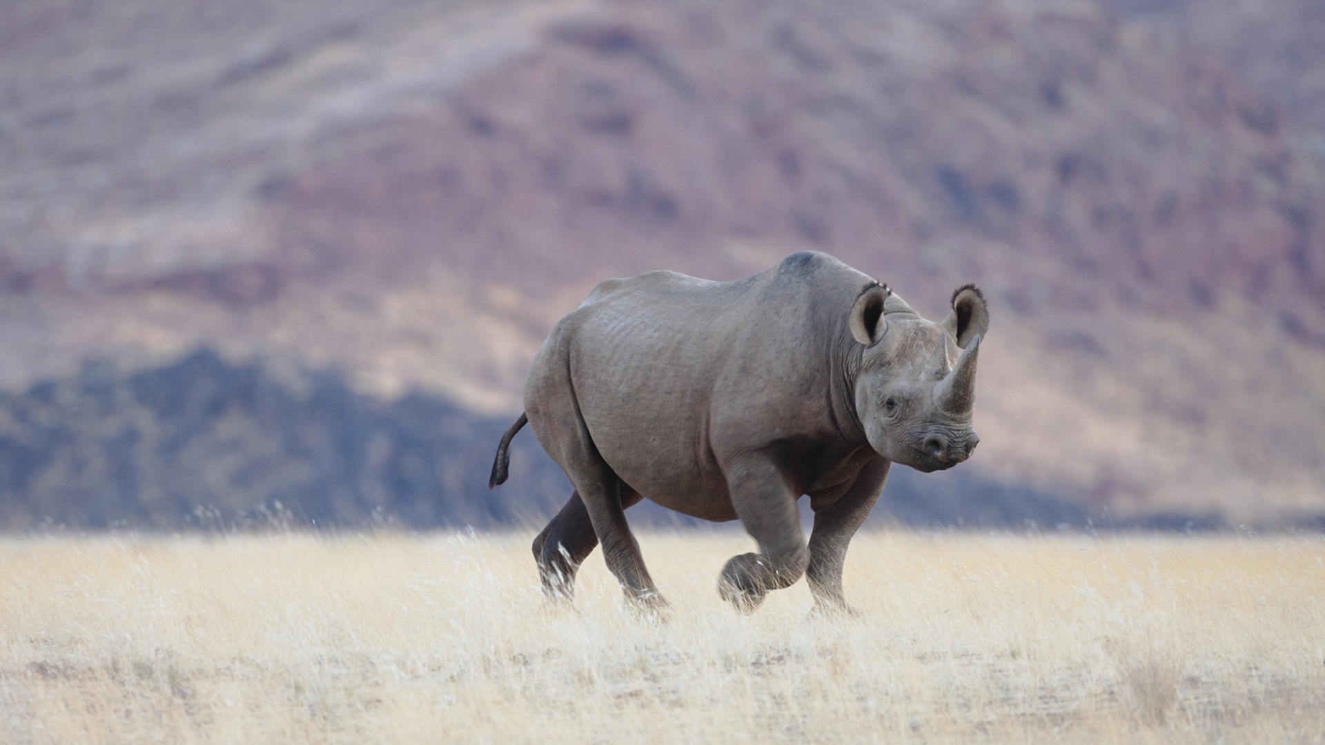 A high-tech battle to protect the black rhino