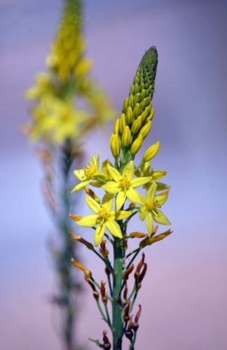 The small yellow flowers of the Bulbine lily