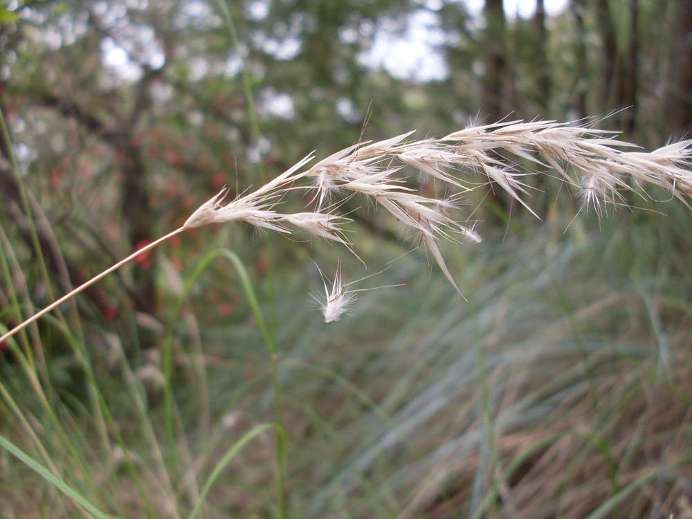 A stalk of wallaby grass showing seeds falling