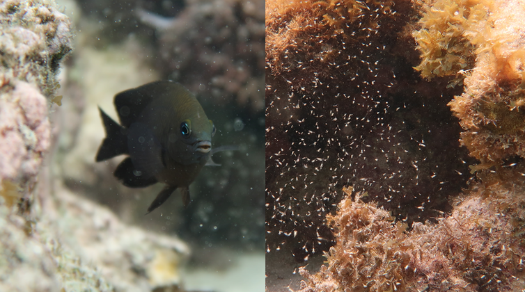Longfin damselfish (left) have domesticated mysid shrimps (right)