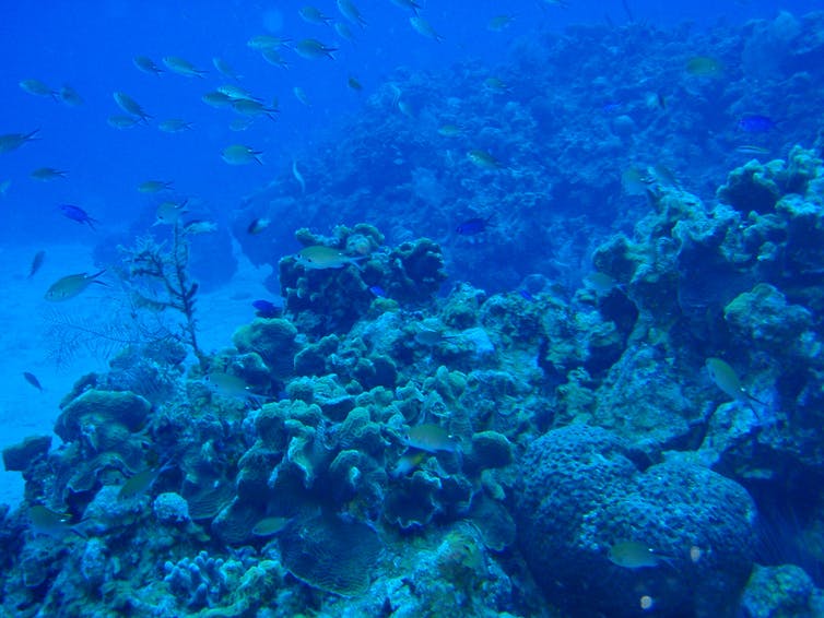 Coral reef that Damselfish use to farm.