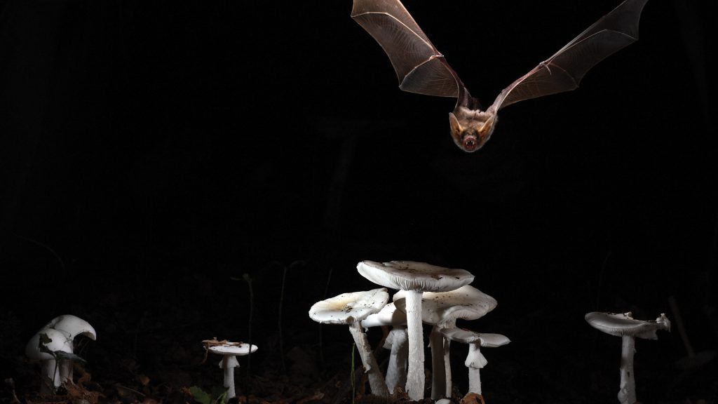 Myotis Myotis bat flying over fungi