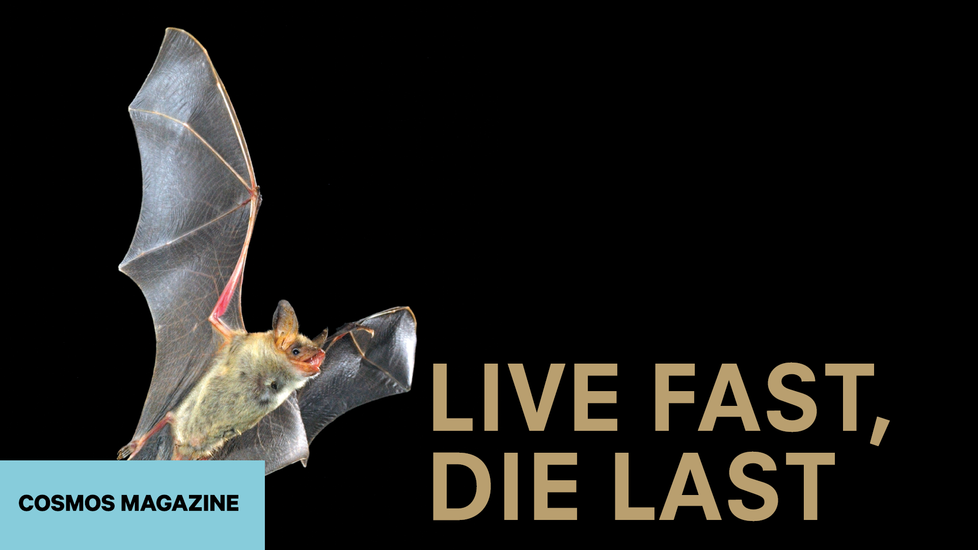 COSMOS Magazine: Live Fast, Die Last