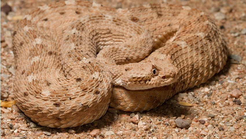 A sidewinder snake is well camouflaged with the sand it sits on in the shape of a sine wave