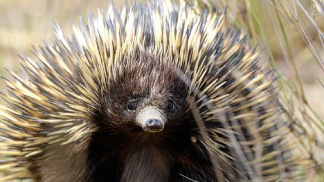 Dig this: echidnas tackle climate change