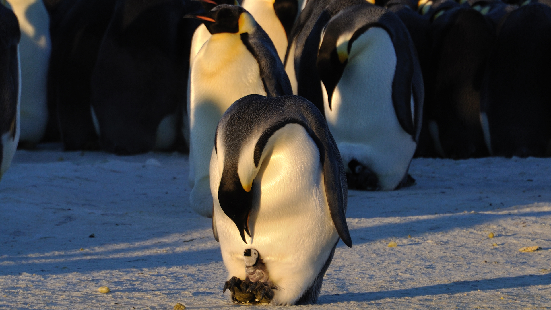 Emperor penguin bending down to a chick between the feet and a huddle of penguins keeping warm behind