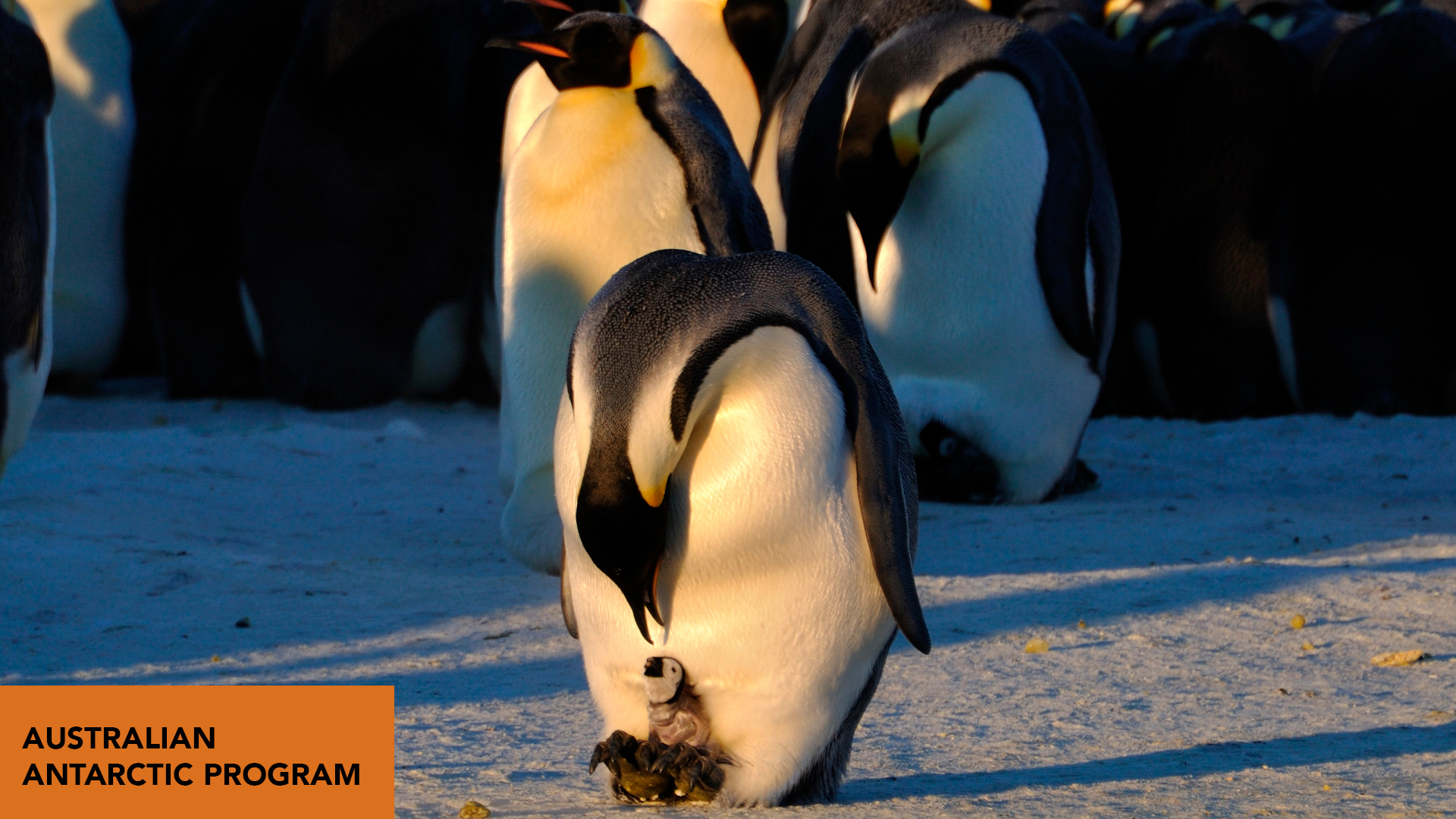 Antarctica: Animal Adaptations