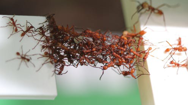 The amazing engineering of army ants can teach us to build better