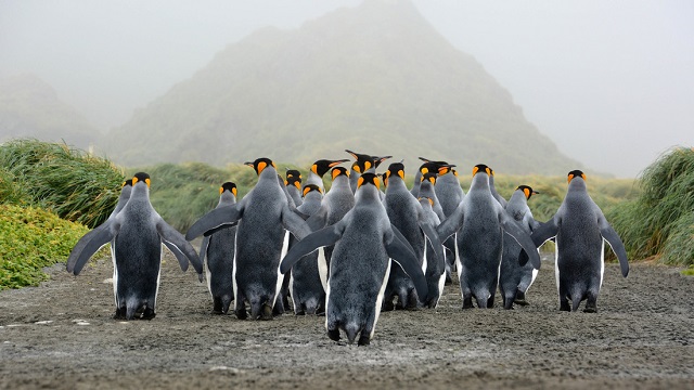 Header_RS35568_King penguins walking down track_Barend Barry Becker2014_640x360