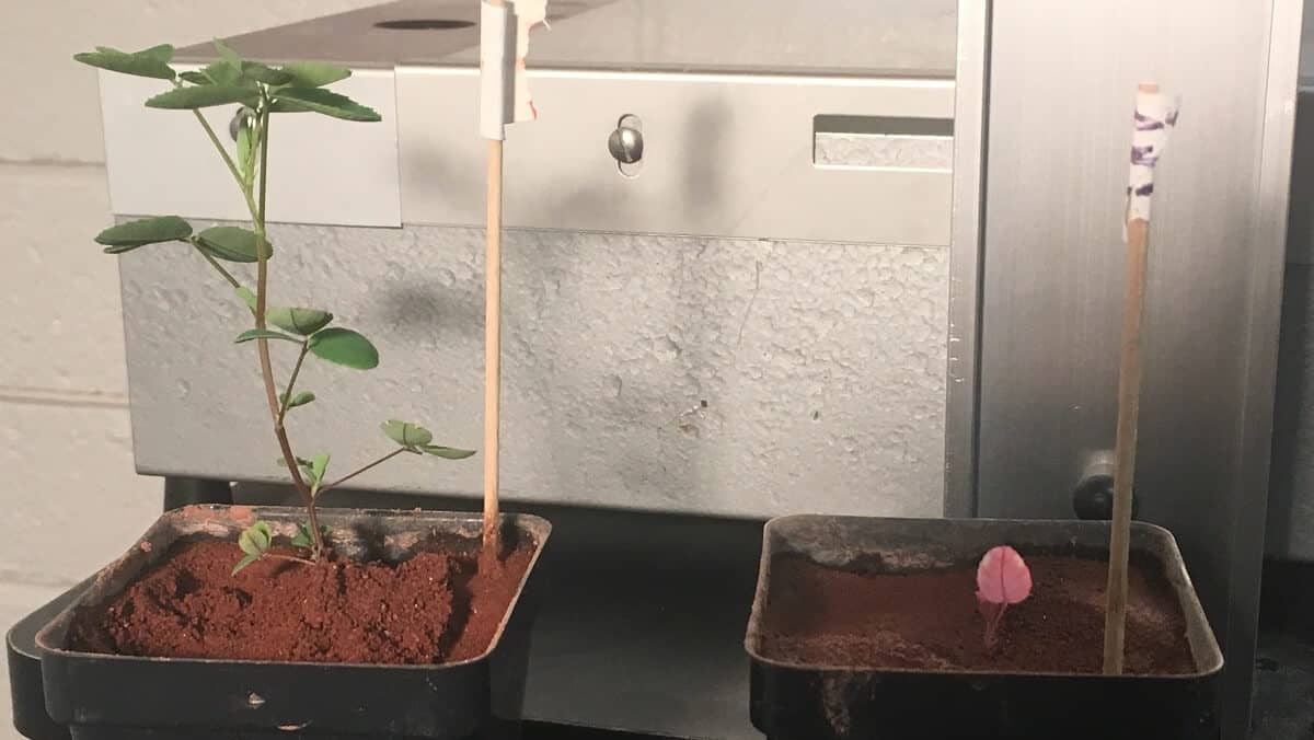A tall clover plant in a container of soil and a short, single leaf growing in a second container.