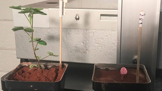How to grow plants on Mars