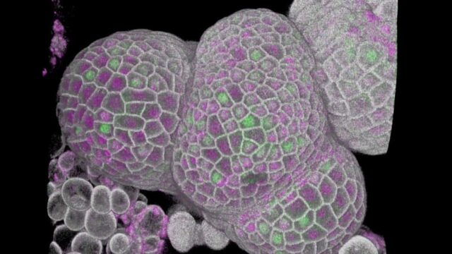 How do cells know when they’re fully grown?
