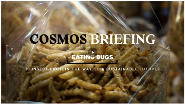 COSMOS Briefing: Eating bugs