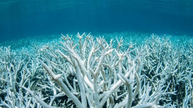 Explainer: Coral Bleaching