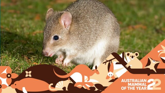 Eastern bettong: the ultimate native truffle hunter – Mammal of the Year 2022