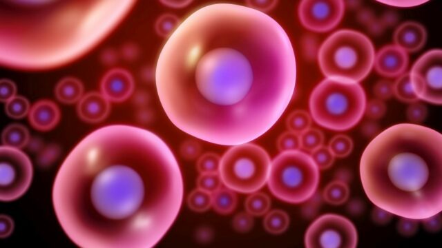 Australian research brings scientists closer to making blood stem cells in the lab